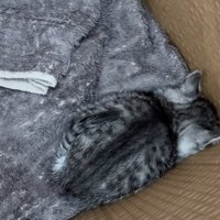 小さくなって顔を隠す子猫