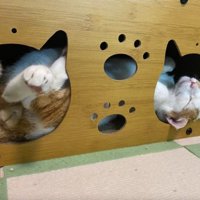 ハウスにいる猫