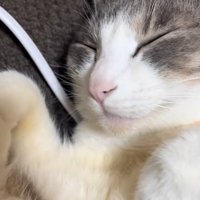 眠る猫