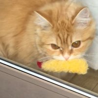 エビフライをくわえた窓辺の猫（アップ）1