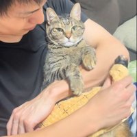 人に抱かれている猫