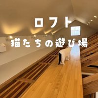 ロフトを歩く猫