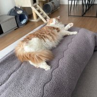 こたつの上でくつろぐ猫