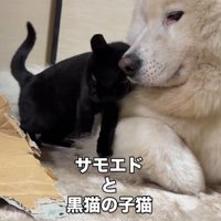 犬に頭をすり寄せる子猫