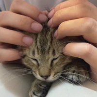 なでられている猫