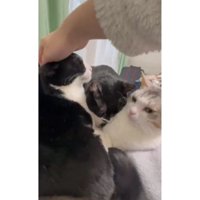 集まっている猫