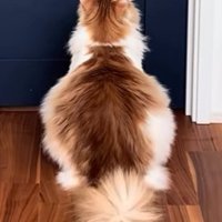 ドアノブを見つめる猫