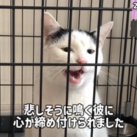 鳴いている猫