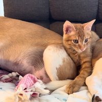2匹の犬に挟まれた猫