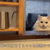 ママさんのお料理を監視するシロちゃん