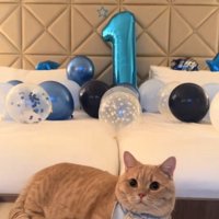 1歳の誕生日を祝われている猫