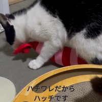 おもちゃで遊ぶ猫