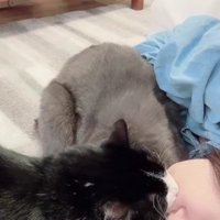 2匹の猫に甘えられる飼い主