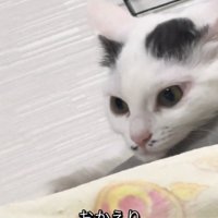 目を覚ました白黒の猫