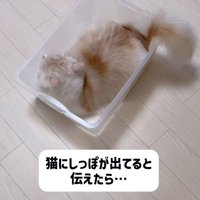 ケースに入る猫