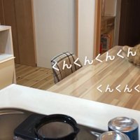 テーブルをくんくんするぷてぃこさん