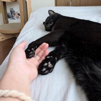 くつろぐ猫