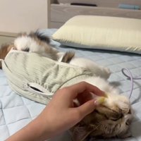 なでられて仰向けになる猫
