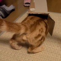 空き箱に入る猫