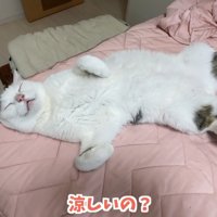 仰向けで寝ている猫