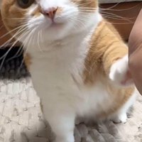 おかわりをしている猫