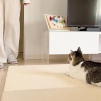 リビングに伏せている猫