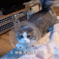 エリカラを着けた猫（5秒後耳が生えます）