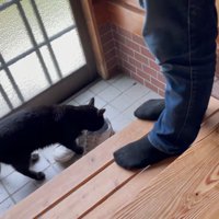 靴のにおいを嗅ぐ猫