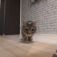 こちらに向かってくる姿