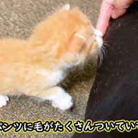 毛だらけ