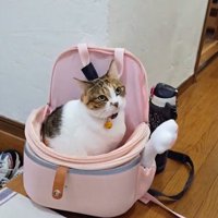 カバンの中に入って家族を見上げる猫