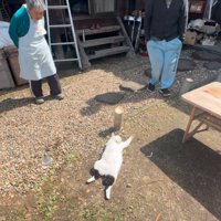 日向ぼっこする猫