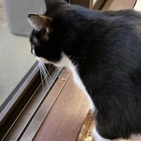 外にいる黒猫を見つめる白黒猫