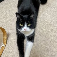 前足を伸ばして床に伏せる猫