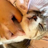 顎を撫でられている猫
