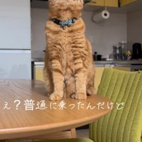テーブルの上に座って上を見る猫