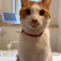 こちらを見つめる姿