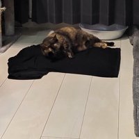 Tシャツに体を預けて横になるうにちゃん