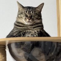 透明なボウルの中に入って目を瞑っている猫（アップ）