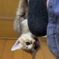 人の足に掴まってぶら下がっている子猫