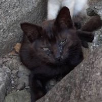 外にいる猫
