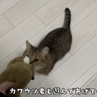 「カワウソ君と遊んであげて...」のテロップ写真