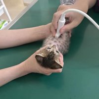 診察されている猫