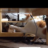 寝ている子猫とちょっかいを出している猫