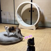 ぴくぴく