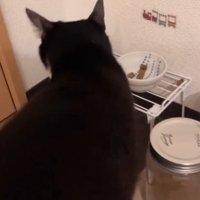 ご飯を食べようとする猫