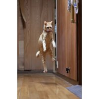 ジャンプした猫
