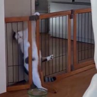 柵からずり落ちて床に足を着ける猫