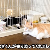 横になる茶トラ白猫とケージ内の子猫たち