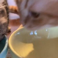 左を向く茶トラ